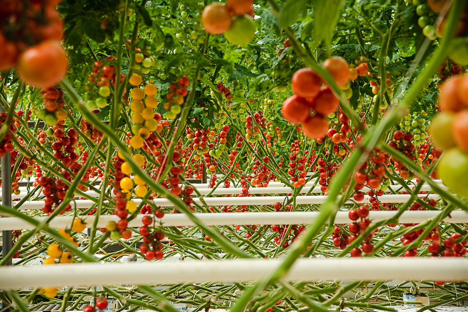 paradajková farma
