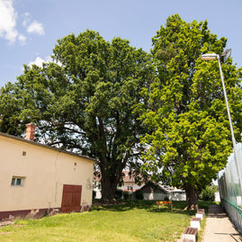 Zväčšiť fotografiu - O titul strom roka 2023 súťaží aj zástupca z trenčianskeho kraja - IMG_7470
