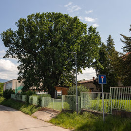 Zväčšiť fotografiu - O titul strom roka 2023 súťaží aj zástupca z trenčianskeho kraja - IMG_7662