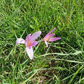 Zväčšiť fotografiu - Pedagógovia a odborníci z kraja sa vzdelávali v oblasti environmentálnej výchovy a duševného zdravia