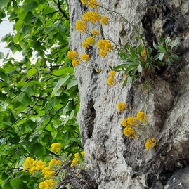 Zväčšiť fotografiu - Počas terénnej botanickej exkurzie spoznávali viaceré biotopy - Taričník skalný Arduinov