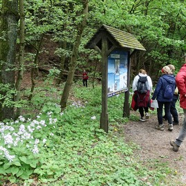 Zväčšiť fotografiu - Počas terénnej botanickej exkurzie spoznávali viaceré biotopy - V okolí potoka s kvitnúcou mesačnicou trvácou(1)
