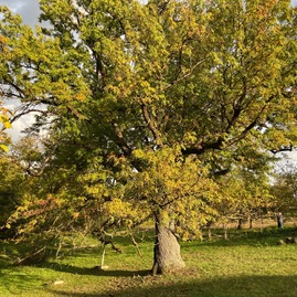 Zväčšiť fotografiu - Tohtoročná vkt zavedie účastníkov aj do zákutí považského inovca a bielych karpát - 18-Zichackova-oskorusa