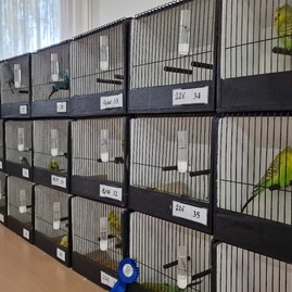 Zväčšiť fotografiu - Víkend v podobe hodových slávností a výstavy exotického vtáctva - 20231007_083944