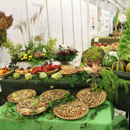 Areál výstaviska expo center dnes a zajtra ovládne zdravý životný štýl - IMG_7802