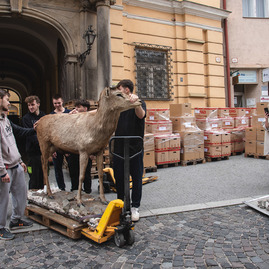 Zväčšiť fotografiu - Veľké sťahovanie trenčianskeho múzea - TSK_TN múzeum sťahovanie_mini-19