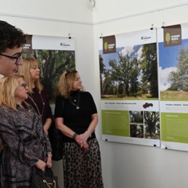 Zväčšiť fotografiu - Bošácka hruška bojuje o titul európsky strom roka - TSK Strom roka 2024_8