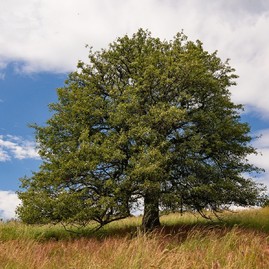Zväčšiť fotografiu - Bošácka hruška bojuje o titul európsky strom roka - TSK Strom roka 2024_Hruška planá_Bošáca