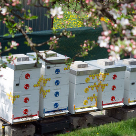 Zväčšiť fotografiu - Podávať enviroprojekty bude možné elektronicky - beseda_o_vcelach__8_