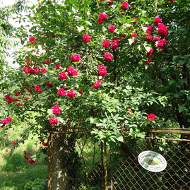 Zväčšiť fotografiu - V trenčianskom kraji nájdete už 47 certifikovaných prírodných záhrad