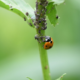 Zväčšiť fotografiu - V trenčianskom kraji nájdete už 47 certifikovaných prírodných záhrad
