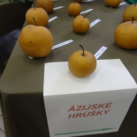 Zdravý životný štýl na výstavisku expo center - DSC02973