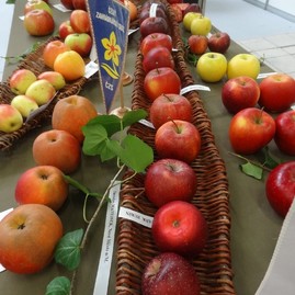 Zdravý životný štýl na výstavisku expo center - DSC02974