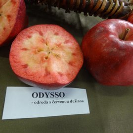 Zdravý životný štýl na výstavisku expo center - DSC03056