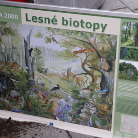 Zväčšiť fotografiu - Župné environmentálne aktivity súčasťou lesníckeho dňa po druhýkrát - IMG_6237
