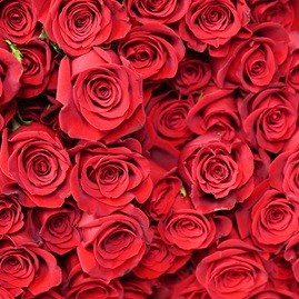 Zväčšiť fotografiu - Seniori na univerzite potvrdzujú, že chuť vzdelávať sa nemá vekové hranice