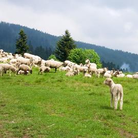 V experimentálnom odbore salašník, salašníčka študuje na soš pruské 12 študentov - Zdroj_Hiking