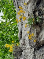 Zväčšiť fotografiu - Počas terénnej botanickej exkurzie spoznávali viaceré biotopy - Taričník skalný Arduinov