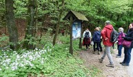 Zväčšiť fotografiu - Počas terénnej botanickej exkurzie spoznávali viaceré biotopy - V okolí potoka s kvitnúcou mesačnicou trvácou(1)