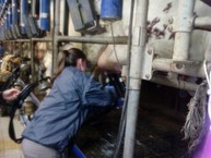 Zväčšiť fotografiu - Týždeň profíka ukázal modernú tvár poľnohospodárstva