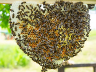Zväčšiť fotografiu - Vďaka zeleným očiam skrášlili kraj ďalšie enviroprojekty - beseda o vcelach (6)