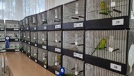 Zväčšiť fotografiu - Víkend v podobe hodových slávností a výstavy exotického vtáctva - 20231007_083944