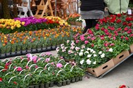 Zväčšiť fotografiu - Vítanie jari po trenčiansky