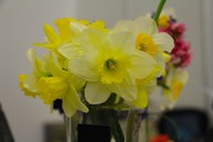 Žlté kvietky opäť po roku rozkvitnú aj na úrade trenčianskeho samosprávneho kraja, pomôcť môžete aj vy - IMG_7404