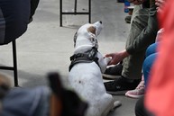 Zväčšiť fotografiu - Jarný pochod do strážovských vrchov opäť prilákal tisíce turistov