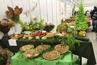 Areál výstaviska expo center dnes a zajtra ovládne zdravý životný štýl - IMG_7802