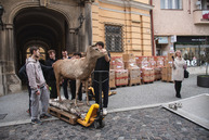 Zväčšiť fotografiu - Veľké sťahovanie trenčianskeho múzea - TSK_TN múzeum sťahovanie_mini-19