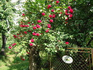 Zväčšiť fotografiu - V trenčianskom kraji nájdete už 47 certifikovaných prírodných záhrad