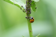 Zväčšiť fotografiu - V trenčianskom kraji nájdete už 47 certifikovaných prírodných záhrad
