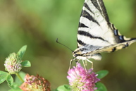 Zväčšiť fotografiu - V trenčianskom kraji nájdete už 47 certifikovaných prírodných záhrad