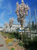 Zväčšiť fotografiu - V trenčianskom kraji nájdete už 47 certifikovaných prírodných záhrad