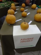 Zdravý životný štýl na výstavisku expo center - DSC02973
