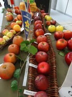 Zdravý životný štýl na výstavisku expo center - DSC02974