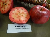 Zdravý životný štýl na výstavisku expo center - DSC03056