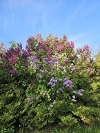 Zväčšiť fotografiu - Zelená škola budúcnosti: pruské získalo certifikát prírodná záhrada 2025