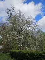 Zväčšiť fotografiu - Zelená škola budúcnosti: pruské získalo certifikát prírodná záhrada 2025