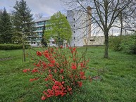 Zväčšiť fotografiu - Zelená škola budúcnosti: pruské získalo certifikát prírodná záhrada 2025