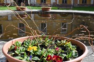 Zväčšiť fotografiu - Zelená škola budúcnosti: pruské získalo certifikát prírodná záhrada 2025