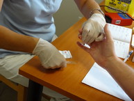 Baška pustil žilou - 2_resize