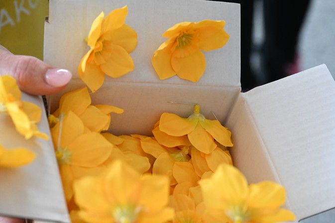 Aj zamestnanci župného úradu si pripli žlté narcisy