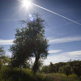 O titul Európsky strom roka zabojuje v konkurencii skvostov z 13 krajín aj 120 ročná bošácka jabloň