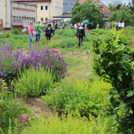 Zelené oči zveľaďovali kraj aj v uplynulom roku, na realizáciu enviroprojektov putovalo viac ako 40 tis. eur