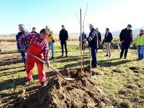 V Trenčianskych Stankovciach vysadili 150 ovocných stromov