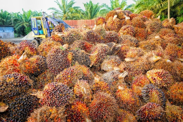 palmovy olej