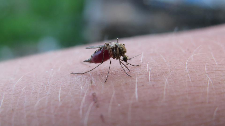 https://pixabay.com/sk/photos/mosquito-hmyz-krvilac-parazit-5219052/